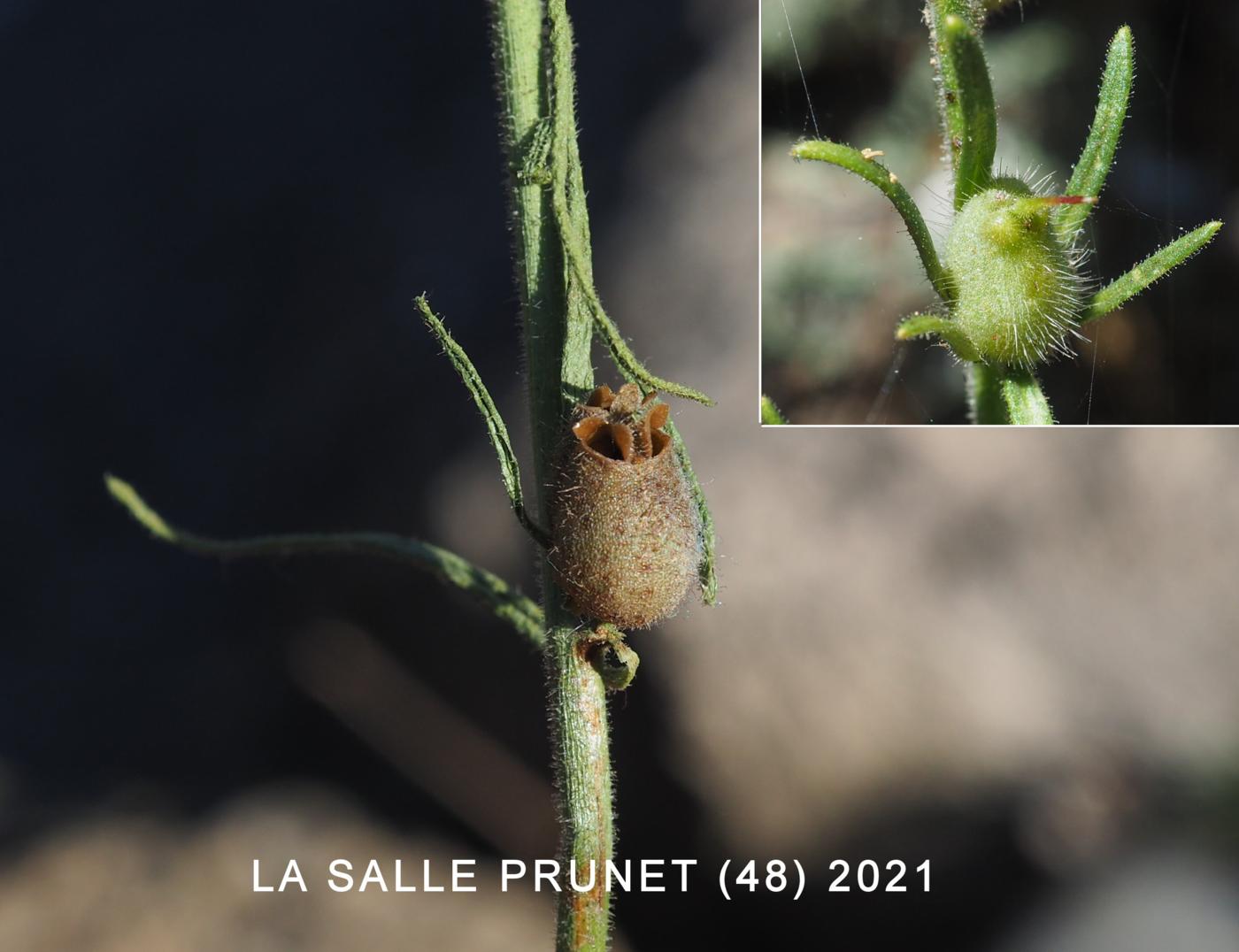 Weasel's Snout fruit